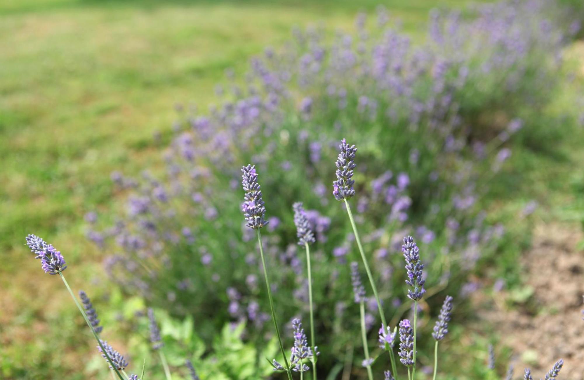 Une Maison, Un Jardin Berthenay Kültér fotó